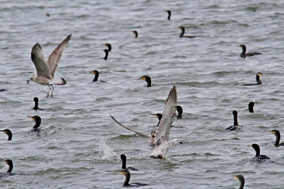 Водоплавающие птицы 5.jpg