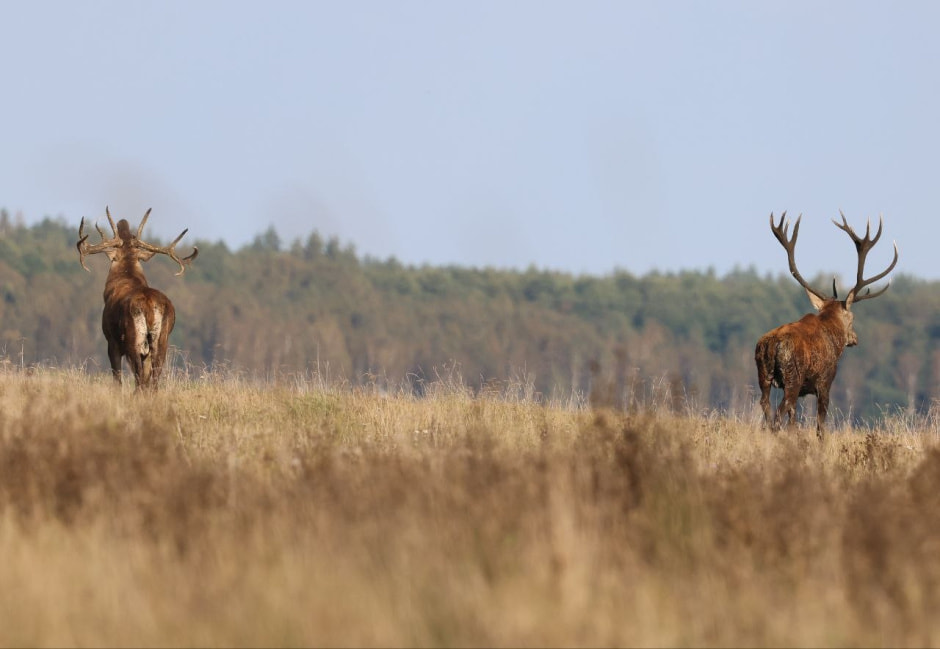 Благородный олень 13.jpg