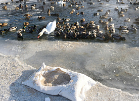 Стихийное бедствие или естественный отбор: нужно ли подкармливать уток и лебедей в мороз?