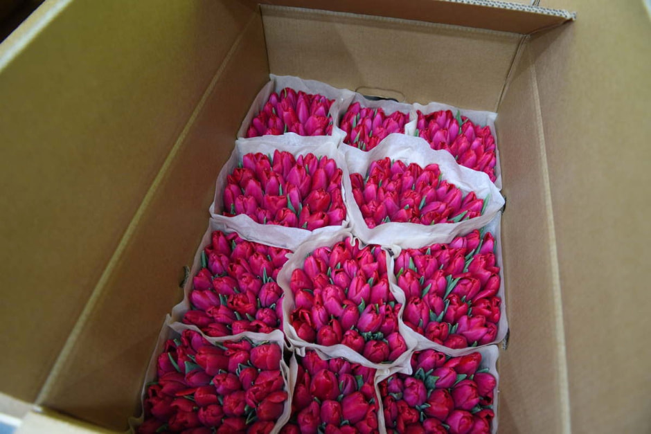 Как на Полесье выращивают тюльпаны 35.jpg