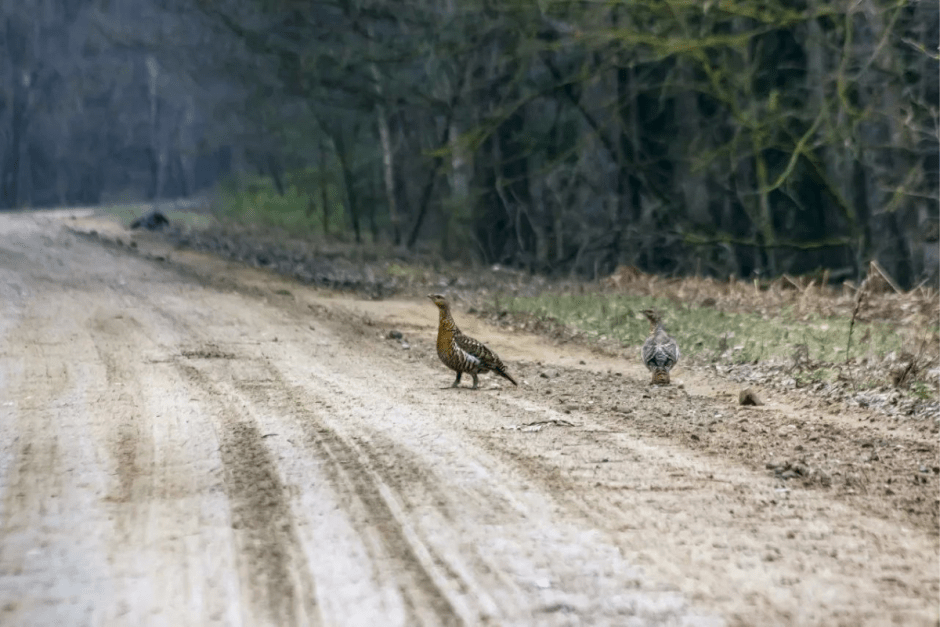 Глухари 9.png