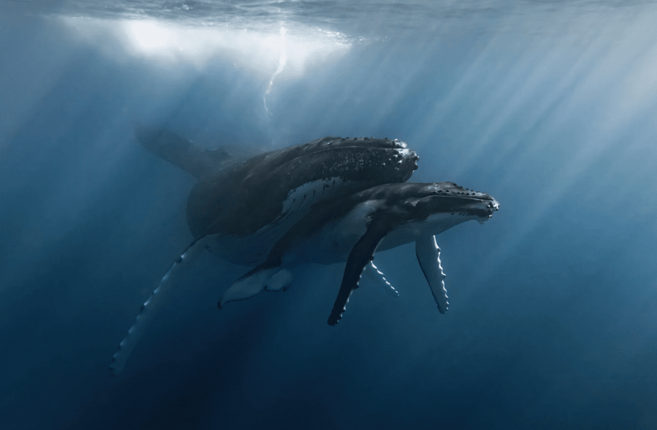 В безопасности в ее тени, Муреа, Французская Полинезия, фото Рэйчел Мур