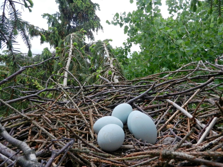 Яйца диких птиц 2.jpg