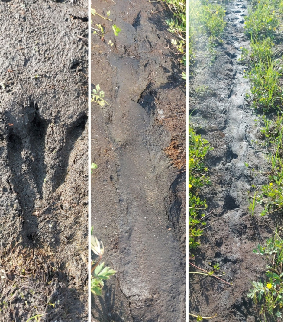 Следы животных 3.jpg