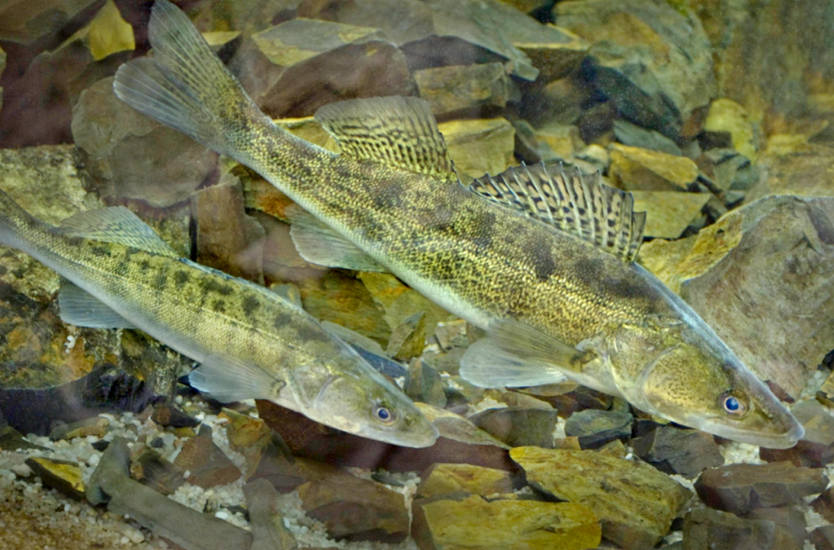 Новшества мая 2024 9.png