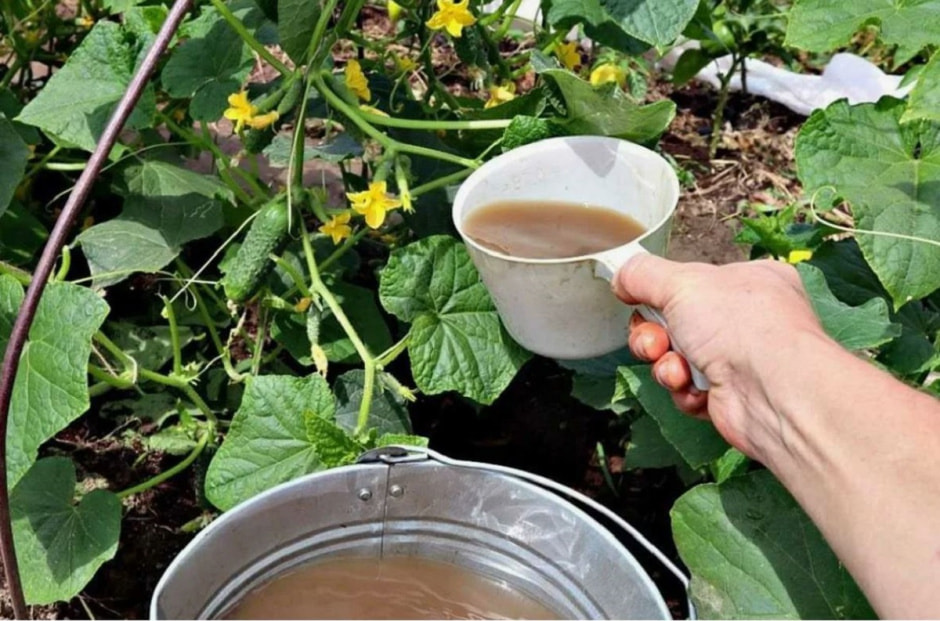 огурцы, подкормка огруцы, подкормка.jpg