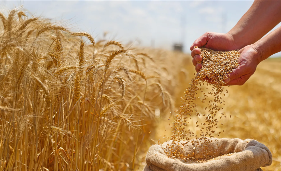 пшеница