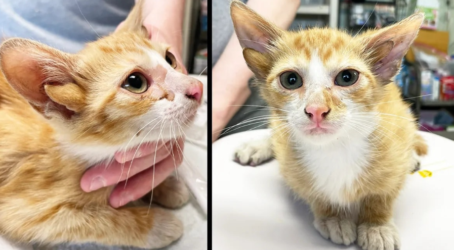 В США обнаружили уникального котенка с четырьмя ушами.png В США обнаружили уникального котенка с четырьмя ушами.png