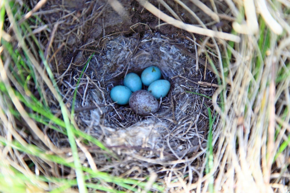 Зачем кукушка подрасывает яйца 10.jpg