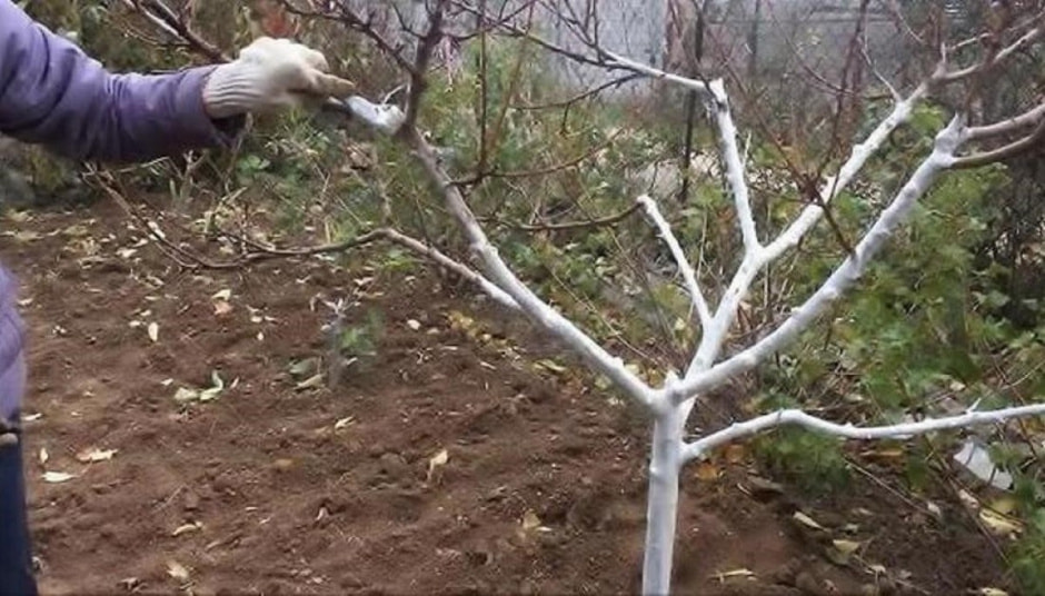 Побелка деревьев 8.jpg Побелка деревьев 8.jpg