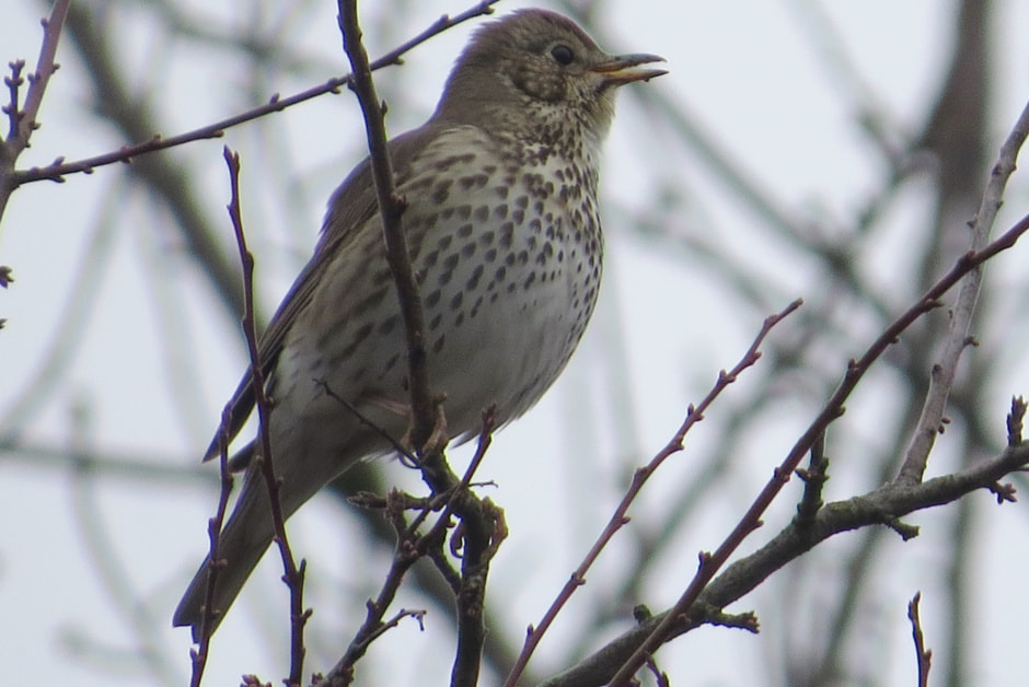 певчий дрозд.jpg