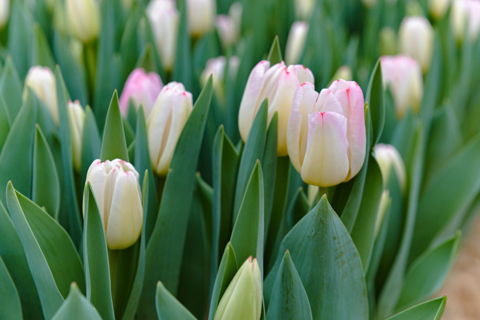 Репортаж из теплицы с тюльпанами 5.jpg