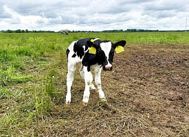 В Лепельском районе теленка нашли связанным на солнцепеке без воды - наказали животновода