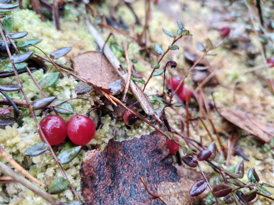 Проводник по болоту Кася 18.jpg