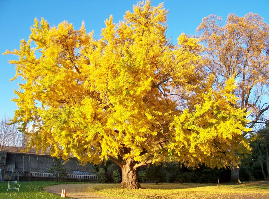 Гинкго билоба