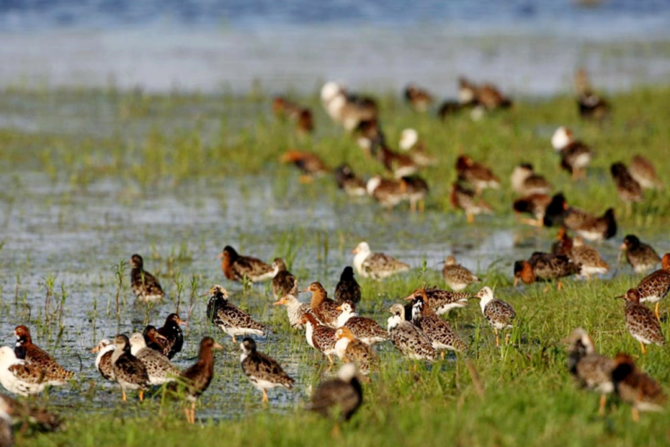 Турухтаны 6.png