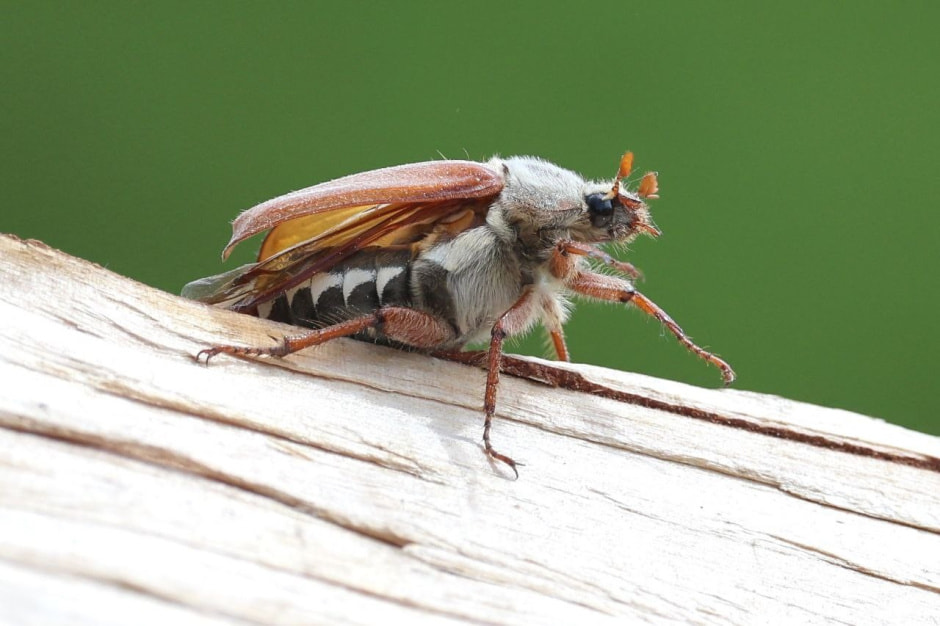 Где зимуют насекомые 15.jpg