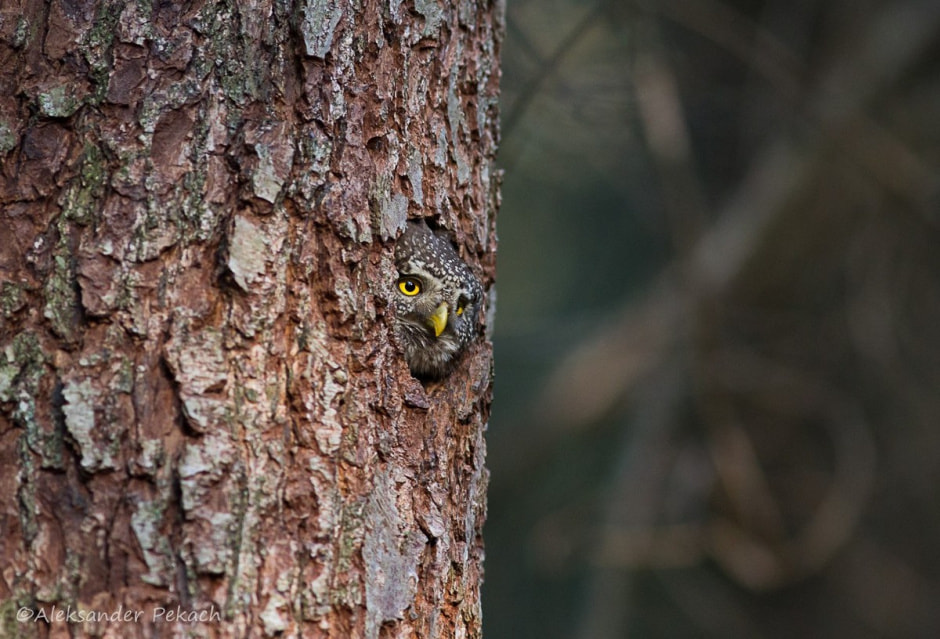 Хата на болоте 21.jpg