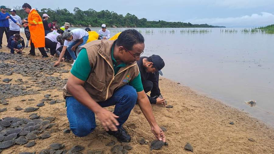 Черепахи аррау.jpg