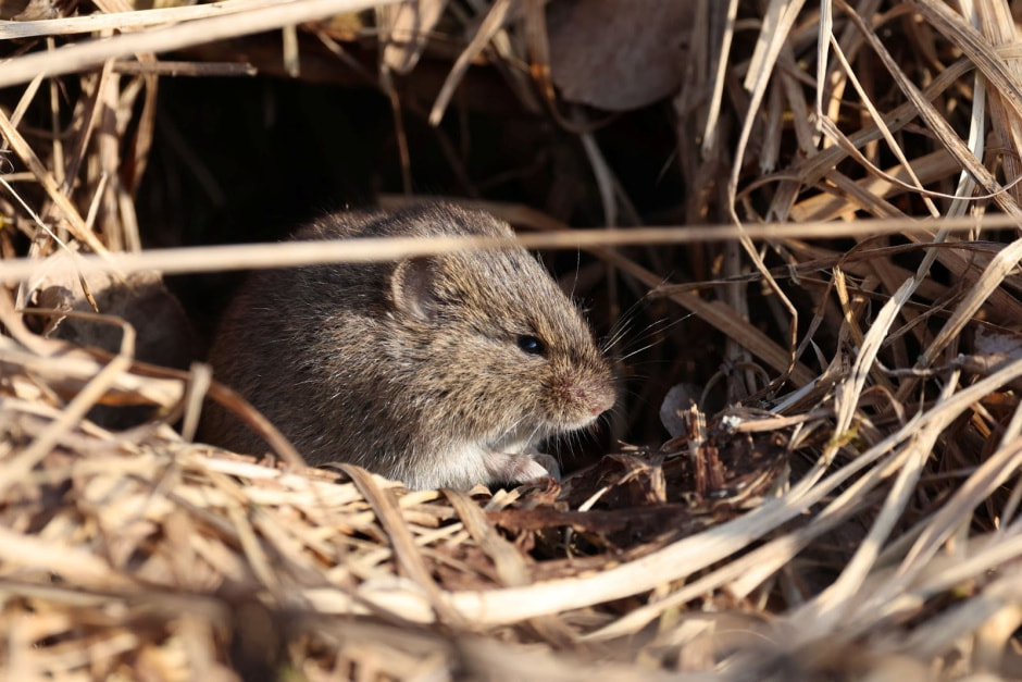 Забор в Беловежской пуще 9.jpg