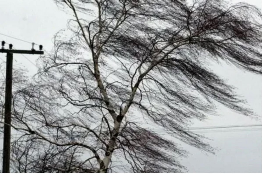 Ветер гнет ветки березы.jpg