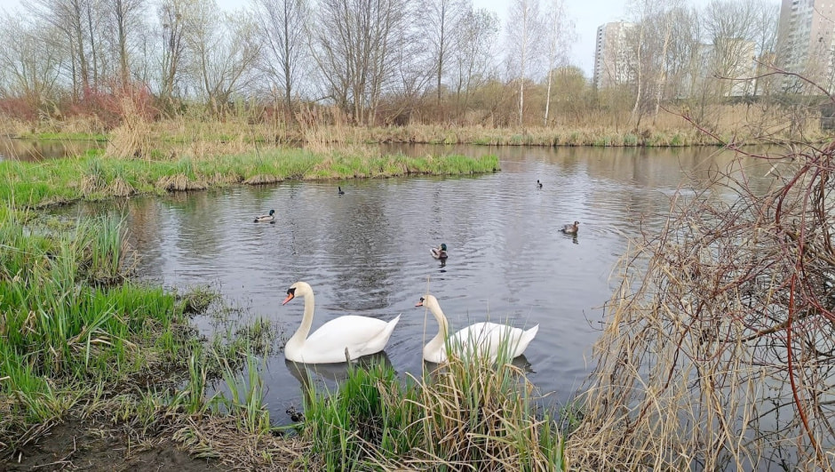 Топ-5 экотроп Минска 31_Малявки.jpg