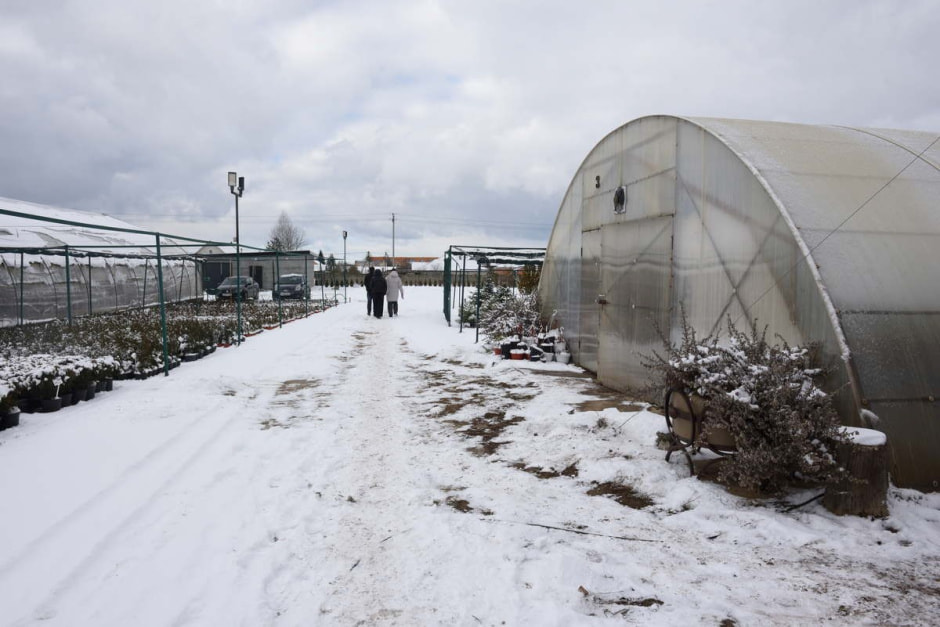 Как на Полесье выращивают тюльпаны 19.jpg