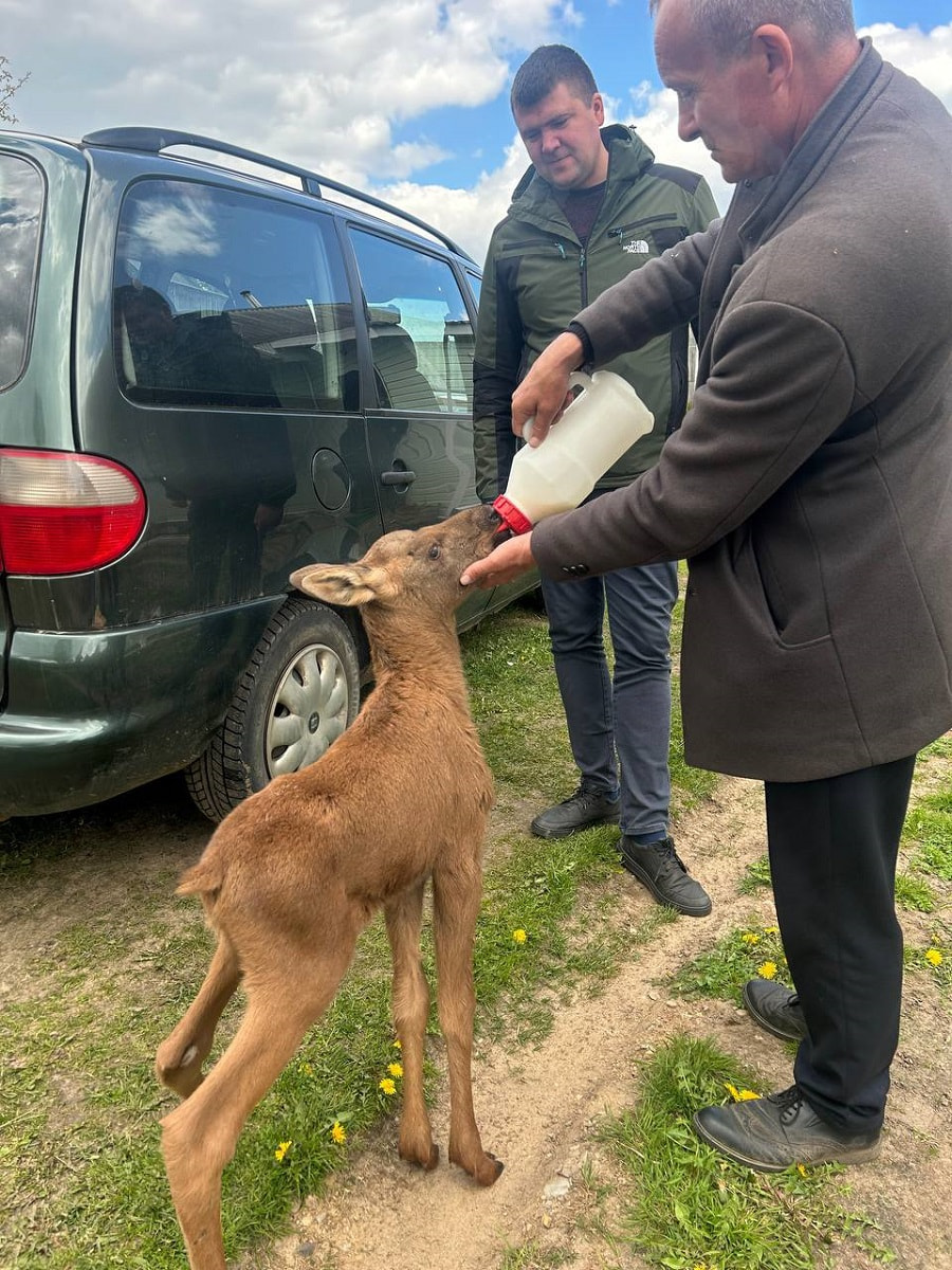 Лосенок пьет молоко.jpg