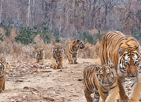 В Китае впервые сняли на фото сибирскую тигрицу с пятью детенышами – рекордный выводок