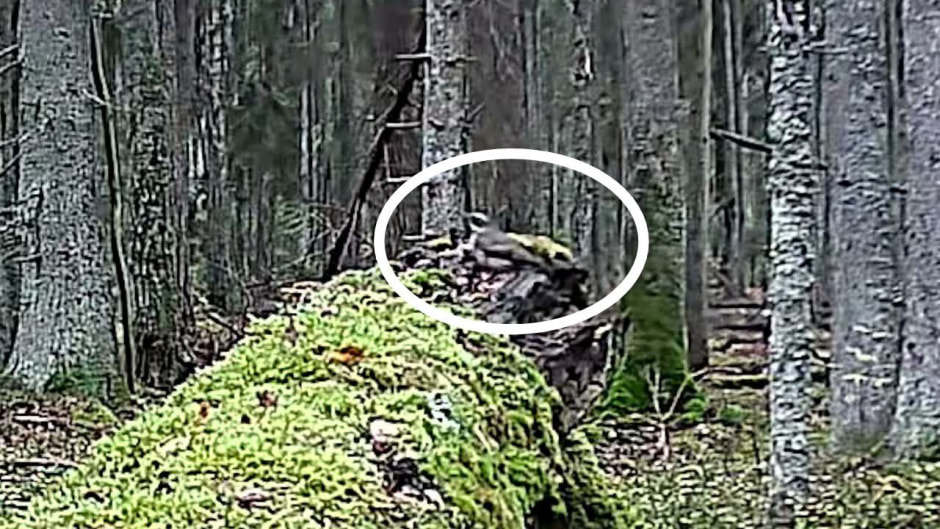 Бурый дрозд в Полоцком районе.jpg