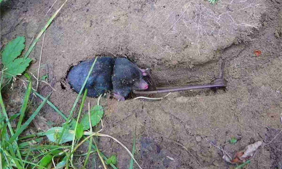 кроты_ловушки.jpg кроты_ловушки.jpg