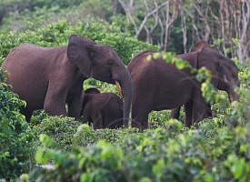 Миллионера из США затоптали слоны во время охоты в Африке