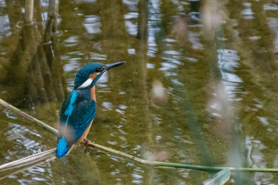 10 фактов о птицах 2_Зимородок.jpg