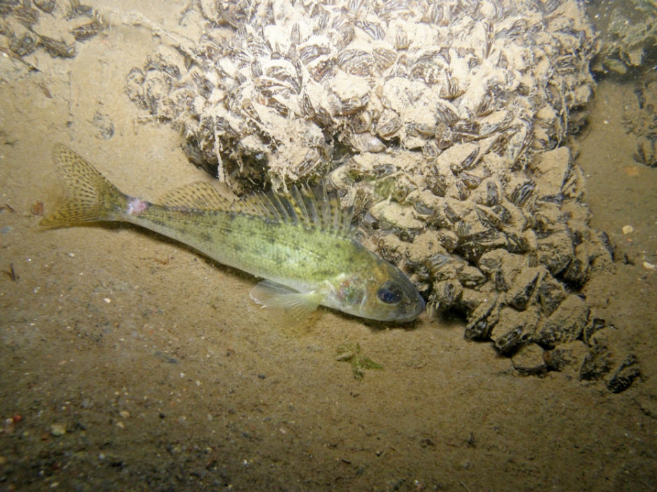 Белорусский дайвер и подводный фотограф 6.jpg