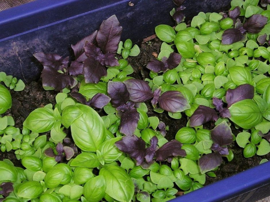 Какую зелень посадить на даче 3.jpg