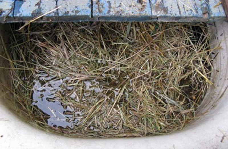 ловушка на даче