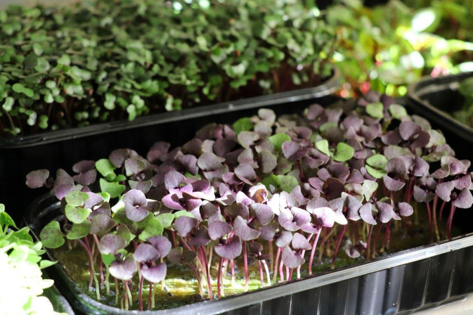 Как вырастить микрозелень 6.jpg