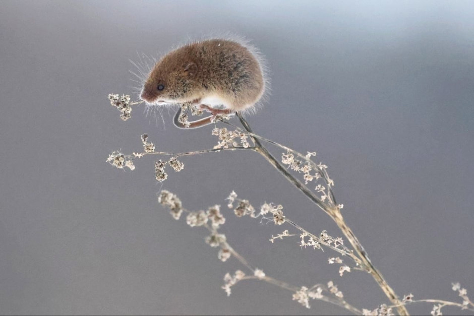 Мышь-малютка 11.jpg