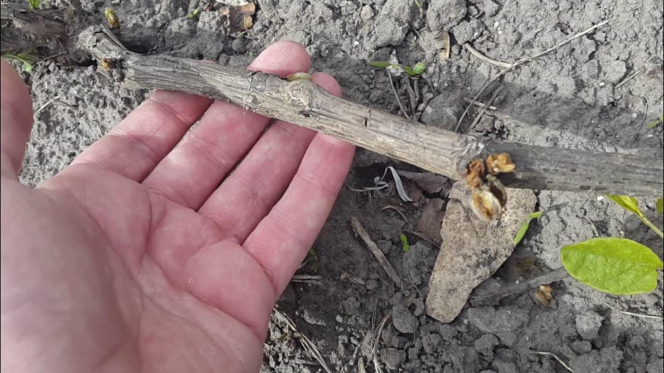 ветка дерева в руке.jpg