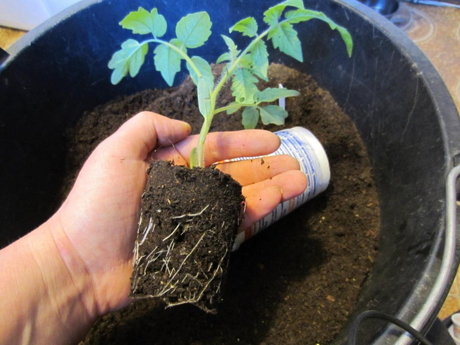 Подкормка томатов и перцев 4.jpg