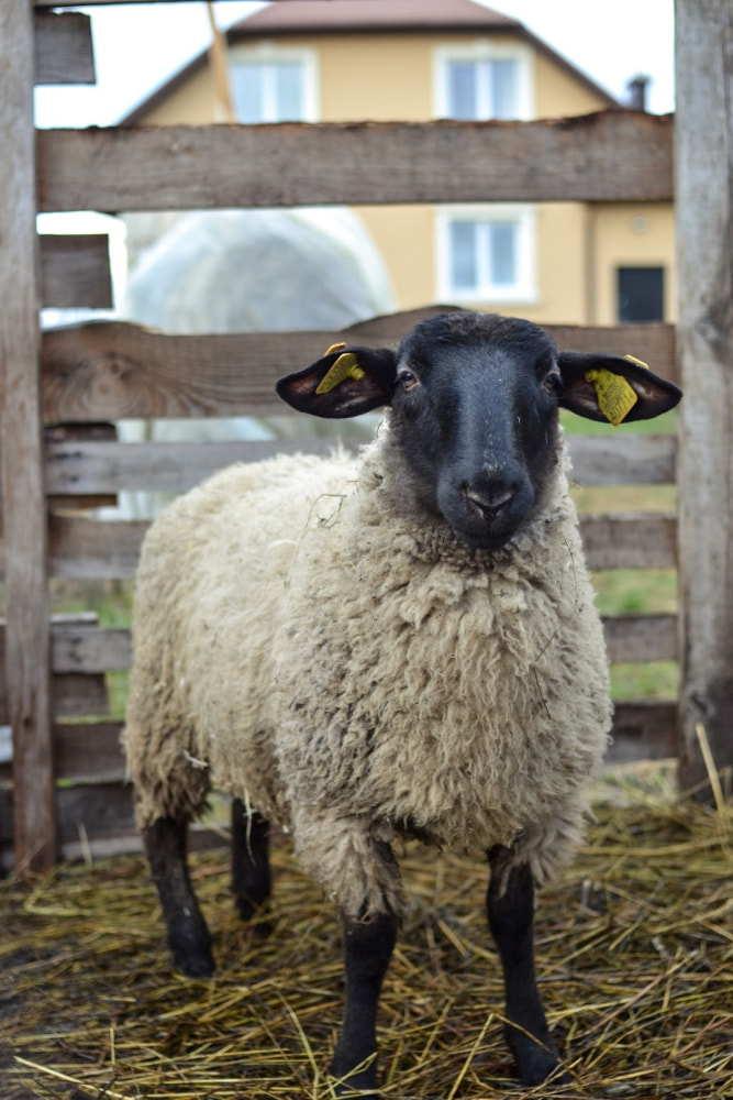 Семья Шатровых и их сыры 11.jpg