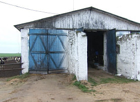 Могли заразить других животных. На Минщине останки коров закапывали как придется