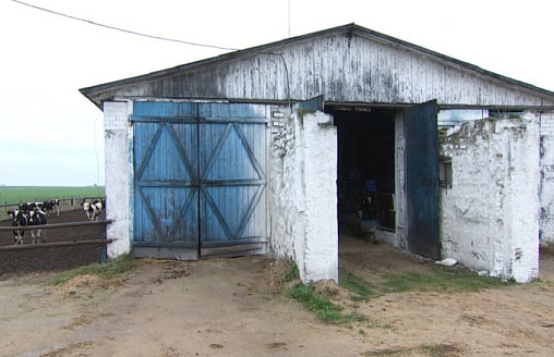 Могли заразить других животных. На Минщине останки коров закапывали как придется