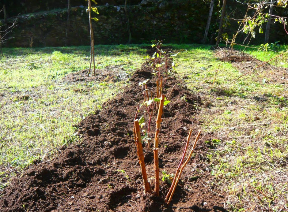 саженцы7.jpg саженцы7.jpg