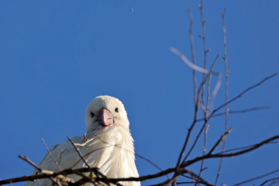 Аисты в деревне Малешев 10.jpg