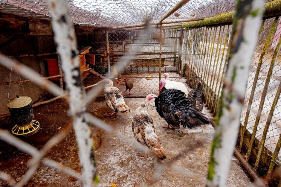 Юрий Карпилович и его зоопарк в Подгае 30.jpg