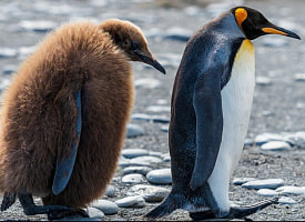 Пингвины в зоопарках стареют быстрее диких – ученые нашли причину