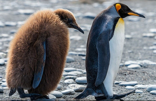 Пингвины в зоопарках стареют быстрее диких – ученые нашли причину