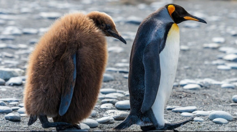 пингвины пингвины