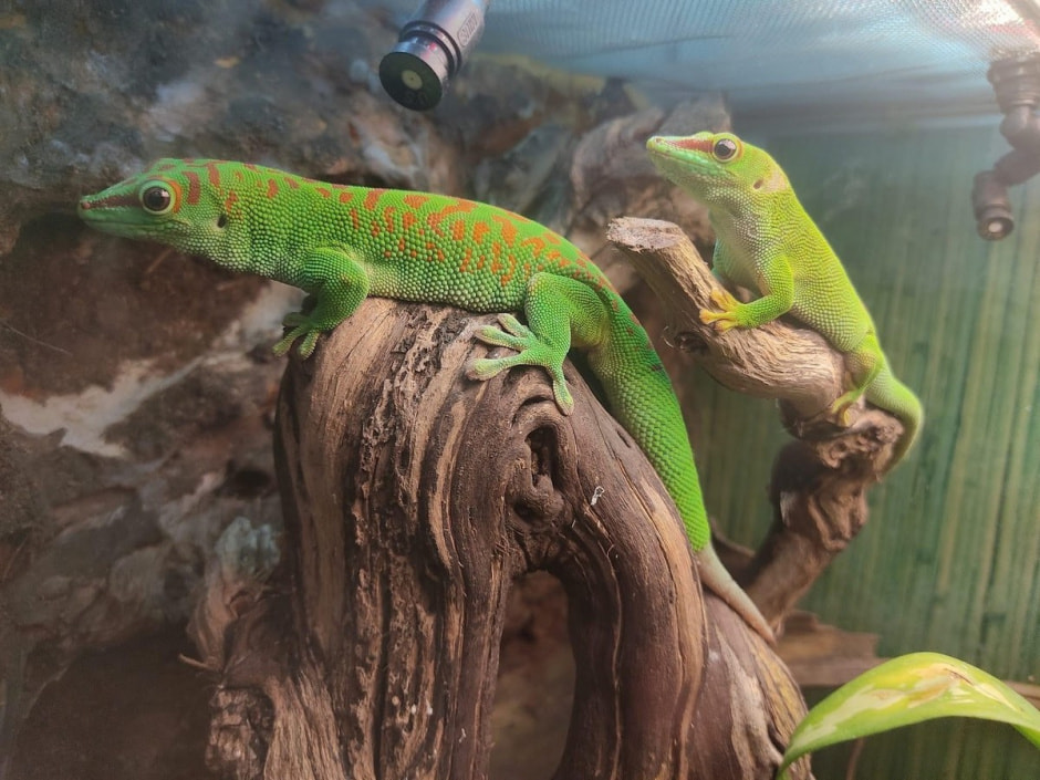 Домашние гады 4.jpg